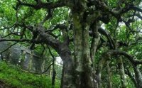 乔木型茶树有哪些品种