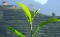 客田镇：茶树吐新芽，茶农喜增收