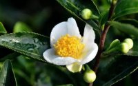 茶树的花
